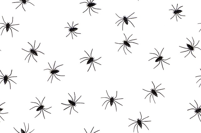 Kde sa vzala arachnofóbia