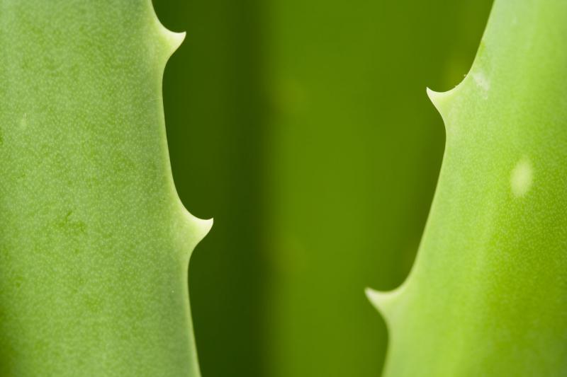 Aloe - tá pravá pre zdravie aj pre krásu II.