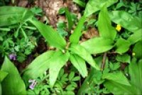 Medvedí cesnak - výborná bylinka